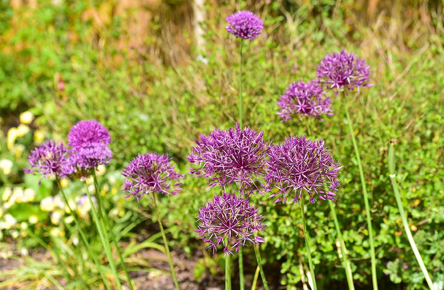 JK Horticulture landscape project at Adlington's The Sidings complex at Lytham